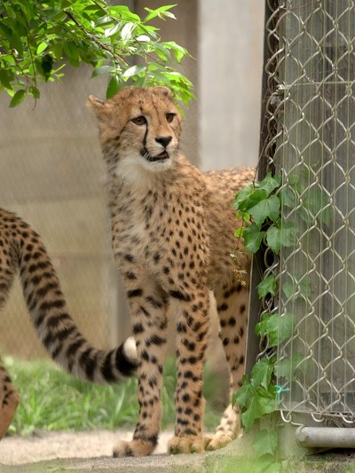 ふにゃ顔チーター