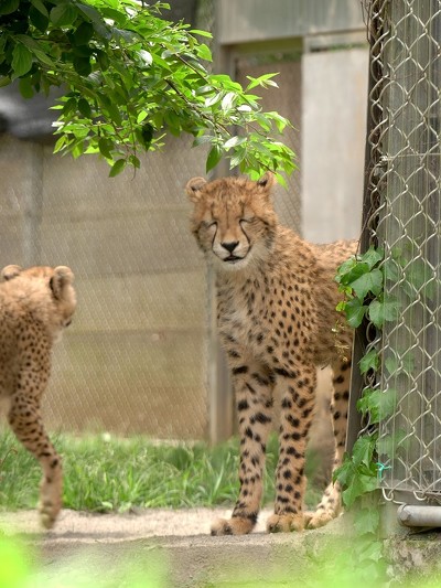 ふにゃ顔チーター