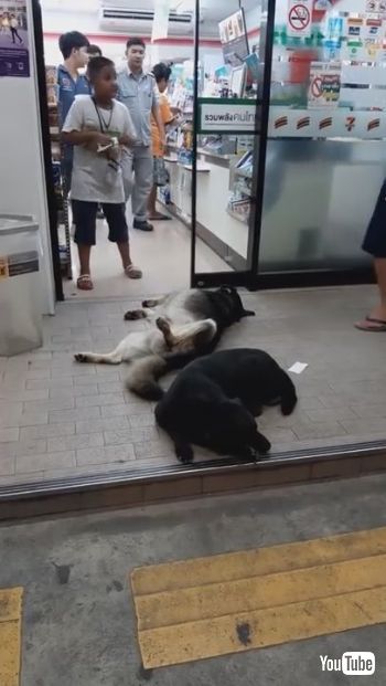 コンビニ出入口でヘソテン睡眠