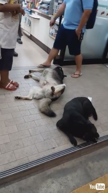 コンビニ出入口でヘソテン睡眠