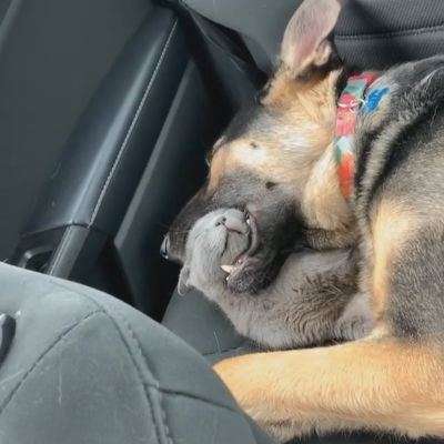 わんこのお口でぐっすり