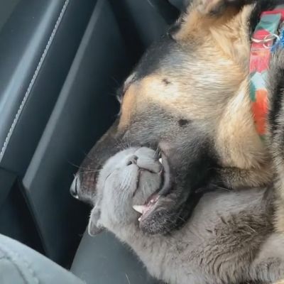 わんこのお口でぐっすり