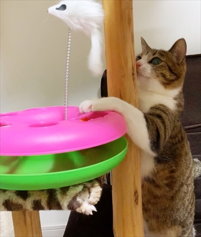 猫のすずめちゃん