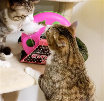 猫のすずめちゃん