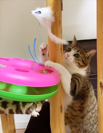 猫のすずめちゃん