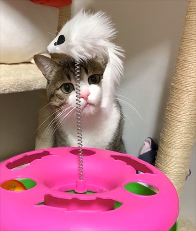 猫のすずめちゃん