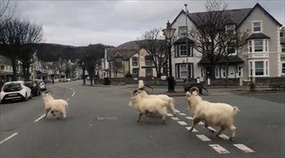 イギリスの街を占拠するヤギ