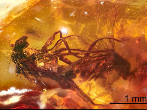 4000万年前のハエが交尾する姿を収めた琥珀　豪大学が発見