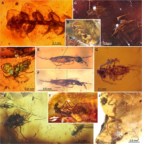 4000万年前のハエが交尾する姿を収めた琥珀　豪大学が発見