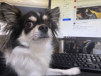 ツイートに参加するワンちゃん