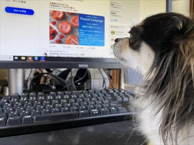 ツイートに参加するワンちゃん