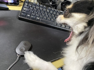 ツイートに参加するワンちゃん