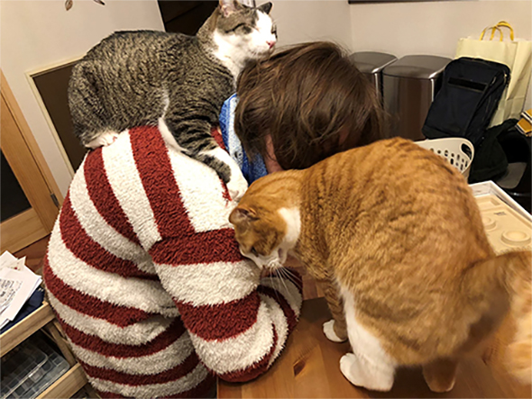 猫にぼこぼこ