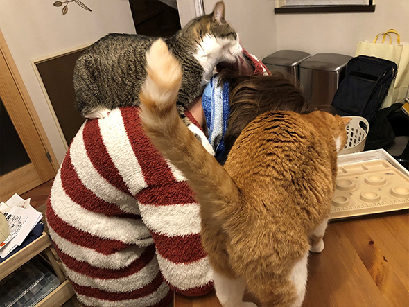 在宅勤務ねこ