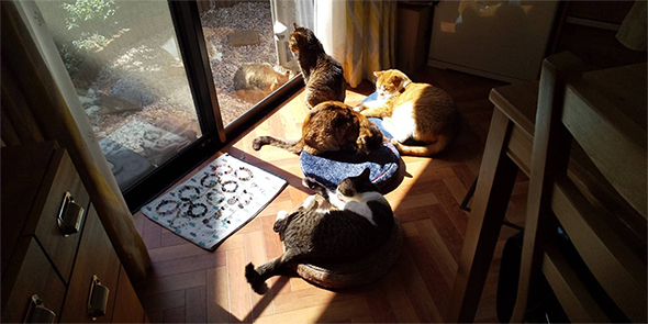 猫4匹で日向ぼっこ