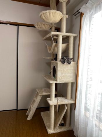 かわいすぎるお昼寝ネコちゃんたち