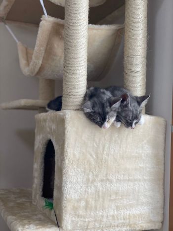 かわいすぎるお昼寝ネコちゃんたち