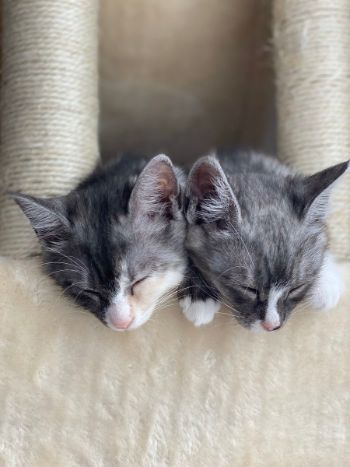 かわいすぎるお昼寝ネコちゃんたち