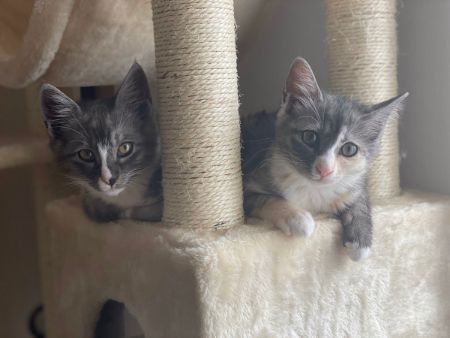 かわいすぎるお昼寝ネコちゃんたち