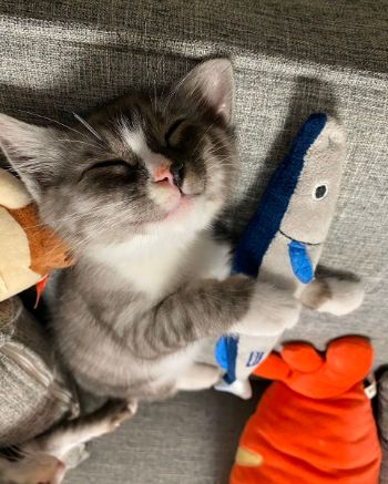 かわいすぎるお昼寝ネコちゃんたち