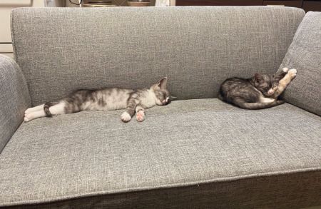 かわいすぎるお昼寝ネコちゃんたち