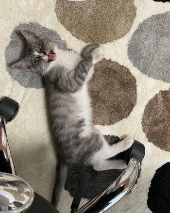 かわいすぎるお昼寝ネコちゃんたち