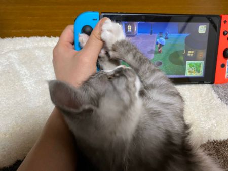 かわいすぎるお昼寝ネコちゃんたち