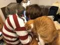 「家に帰ったら妻が猫たちにボコボコにされていた」　とてつもなく過酷なテレワークがなんともうらやましい