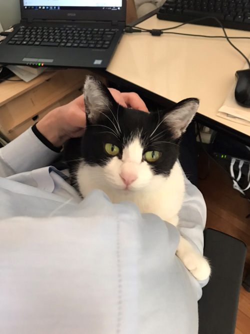 在宅勤務と猫