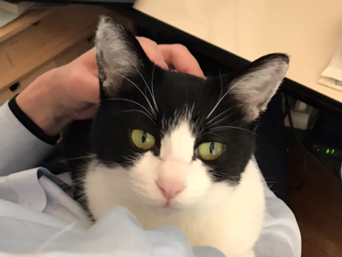 在宅勤務と猫アップ