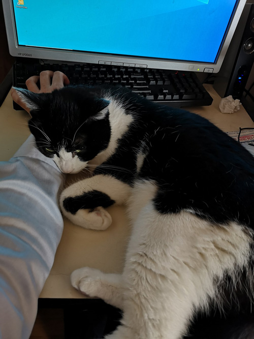 PC前でごろごろする雄山さん