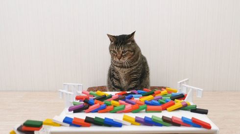 ねこナビ ネコとドミノ ぶるる君 べるる君