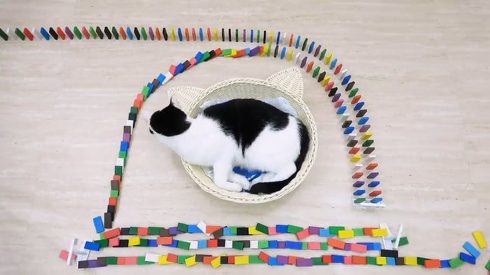 ねこナビ ネコとドミノ ぶるる君 べるる君