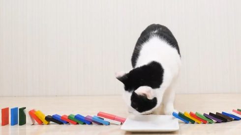 ねこナビ ネコとドミノ ぶるる君 べるる君