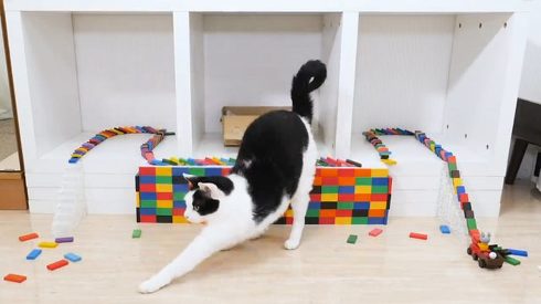 ねこナビ ネコとドミノ ぶるる君 べるる君