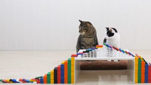 ねこナビ ネコとドミノ ぶるる君 べるる君