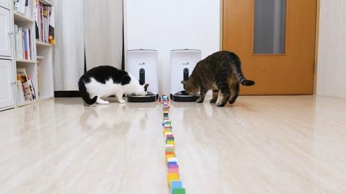 ねこナビ ネコとドミノ ぶるる君 べるる君