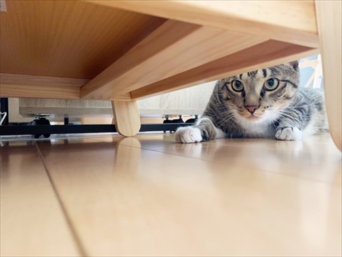 たいとコスモス、ときどきザクロ