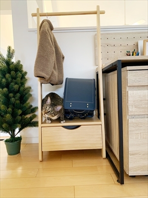 たいとコスモス、ときどきザクロ