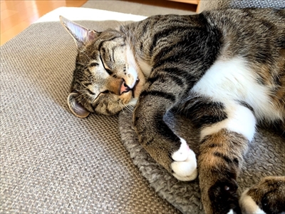 たいとコスモス、ときどきザクロ