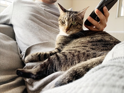 たいとコスモス、ときどきザクロ