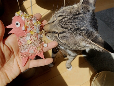 たいとコスモス、ときどきザクロ