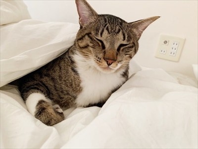 たいとコスモス、ときどきザクロ