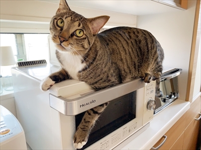 たいとコスモス、ときどきザクロ