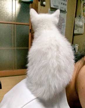 子猫 かわいい 我慢出来ん 見てくれ 俺の猫 白猫 2匹