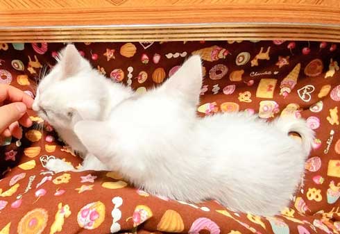 子猫 かわいい 我慢出来ん 見てくれ 俺の猫 白猫 2匹