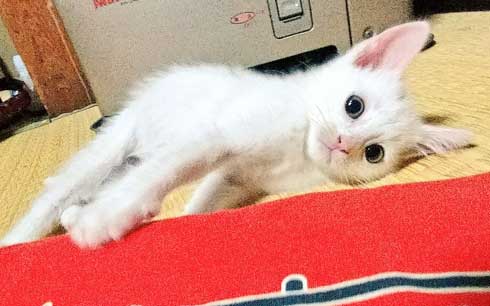 子猫 かわいい 我慢出来ん 見てくれ 俺の猫 白猫 2匹
