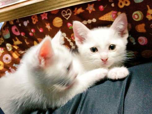 子猫 かわいい 我慢出来ん 見てくれ 俺の猫 白猫 2匹