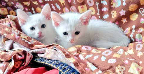 子猫 かわいい 我慢出来ん 見てくれ 俺の猫 白猫 2匹