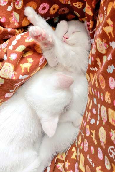 子猫 かわいい 我慢出来ん 見てくれ 俺の猫 白猫 2匹